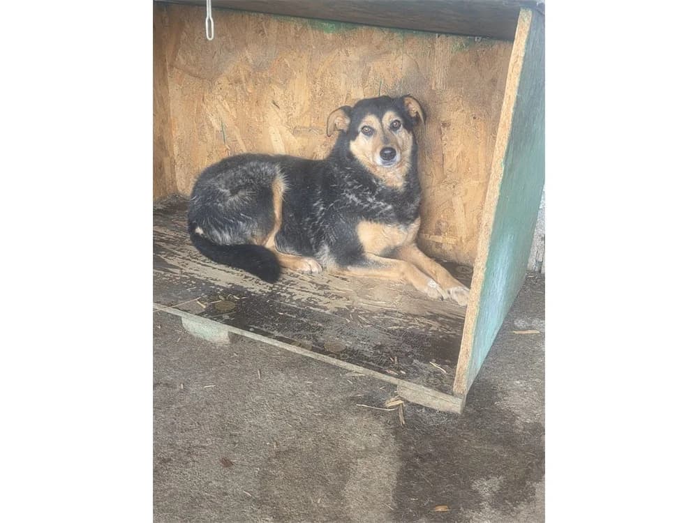 Tanqui *2017 – Pflegestelle oder Zuhause gesucht, schwarz female puppy Mixed Breed for adoption at Tierhilfe Lebenswert e.V., Oberwies