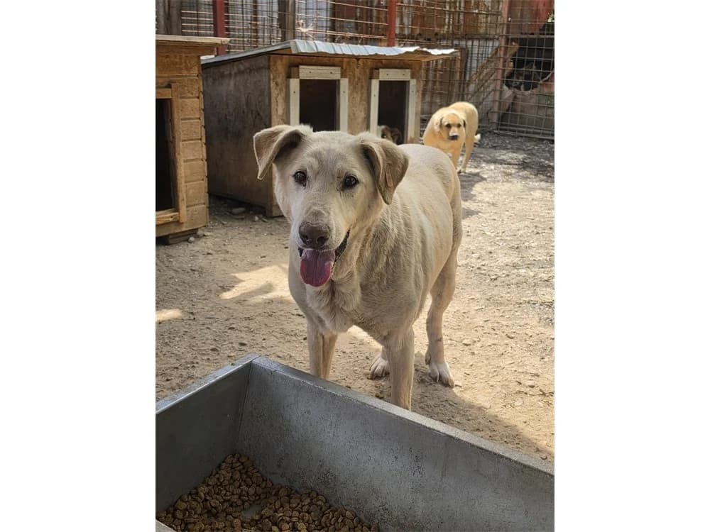 Taylor *2014 – Pflegestelle oder Zuhause gesucht, female puppy Mixed Breed for adoption at Tierhilfe Lebenswert e.V., Oberwies