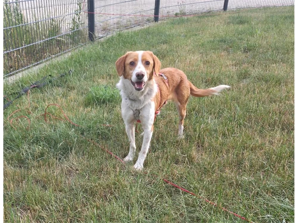 Teasy *2024 – wartet in 92369 Sengenthal, braun female Mixed Breed for adoption at Tierhilfe Lebenswert e.V., Oberwies