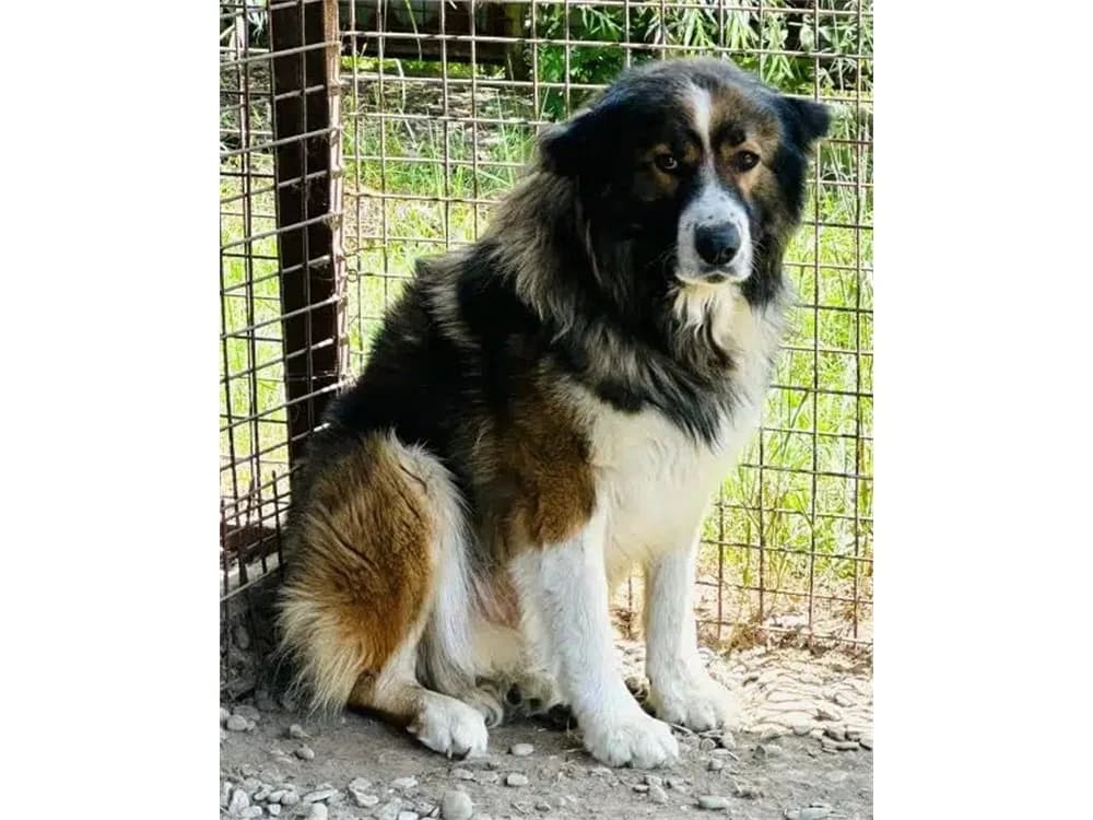 Teddie *2016 – Pflegestelle oder Zuhause gesucht, tricolor female 5yo Mixed Breed for adoption at Tierhilfe Lebenswert e.V., Oberwies