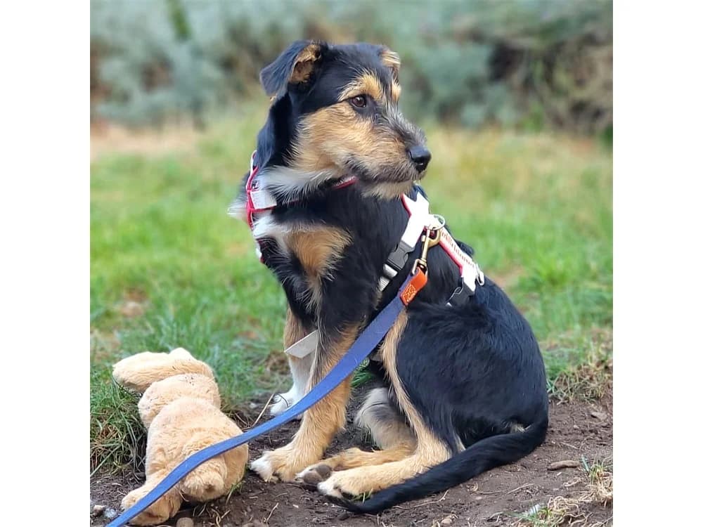 Terry, tricolor female Mixed Breed for adoption at Tierhilfe Lebenswert e.V., Oberwies