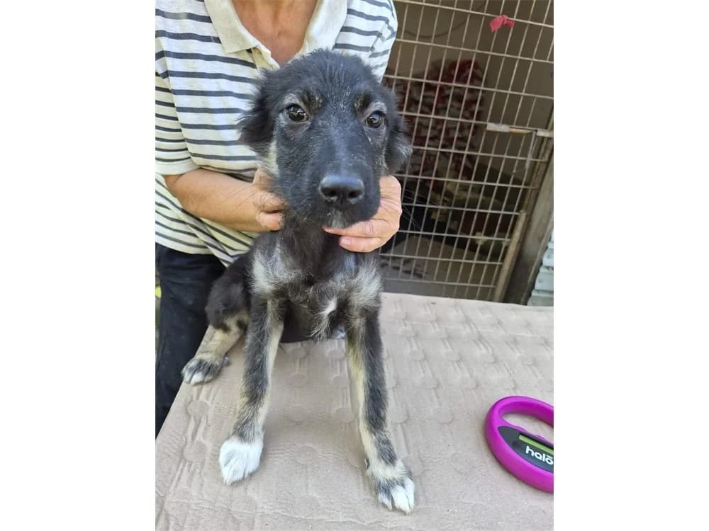 Thiana, tricolor female Mixed Breed for adoption at Tierhilfe Lebenswert e.V., Oberwies