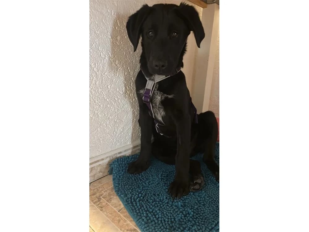 Thorri, schwarz female puppy Mixed Breed for adoption at Tierhilfe Lebenswert e.V., Oberwies
