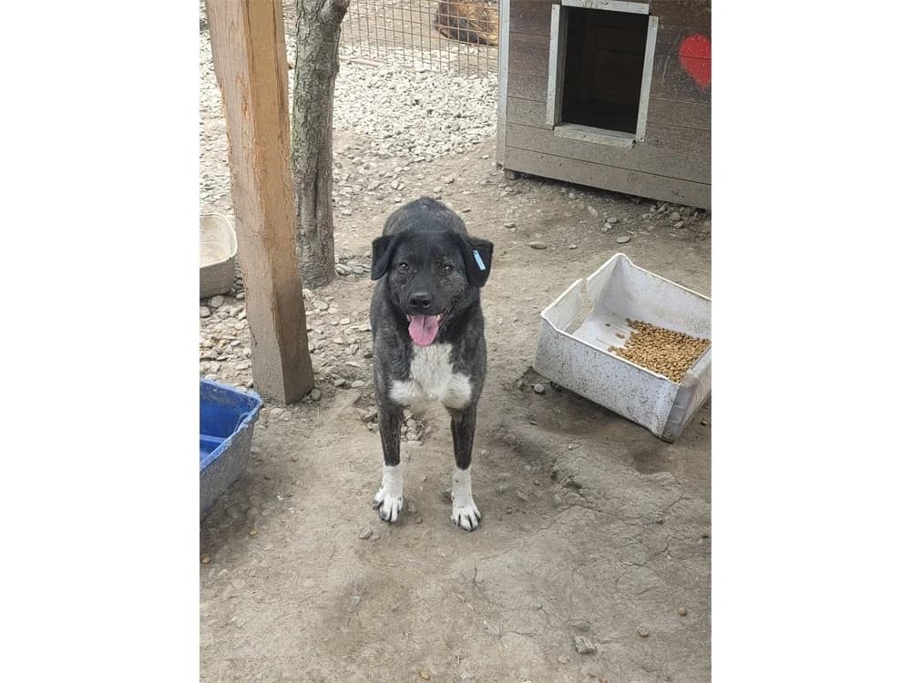 Tilly, schwarz female 4yo Mixed Breed for adoption at Tierhilfe Lebenswert e.V., Oberwies