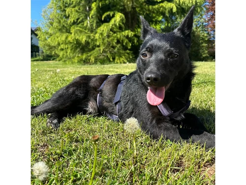Tiziana, schwarz female young Mixed Breed for adoption at Tierhilfe Lebenswert e.V., Oberwies
