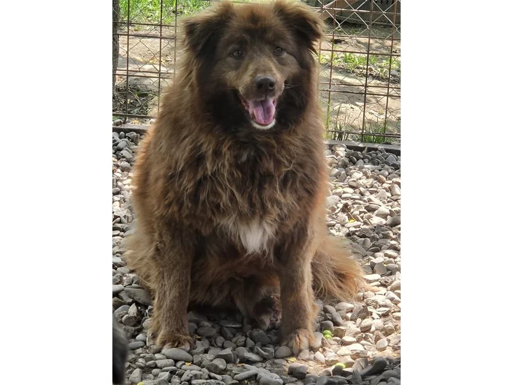 Toffie *20, braun female Mixed Breed for adoption at Tierhilfe Lebenswert e.V., Oberwies