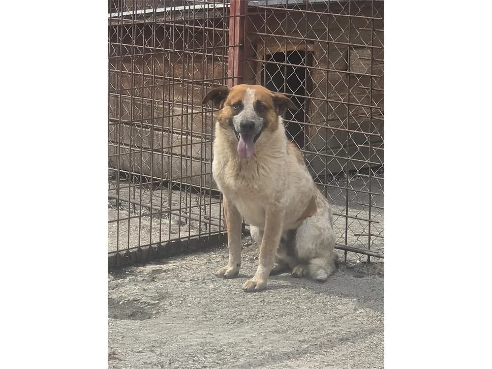 Tomke *2021 – Pflegestelle oder Zuhause gesucht, braun female puppy Mixed Breed for adoption at Tierhilfe Lebenswert e.V., Oberwies