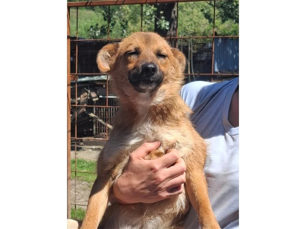 Tracey *20, braun female Mixed Breed for adoption at Tierhilfe Lebenswert e.V., Oberwies