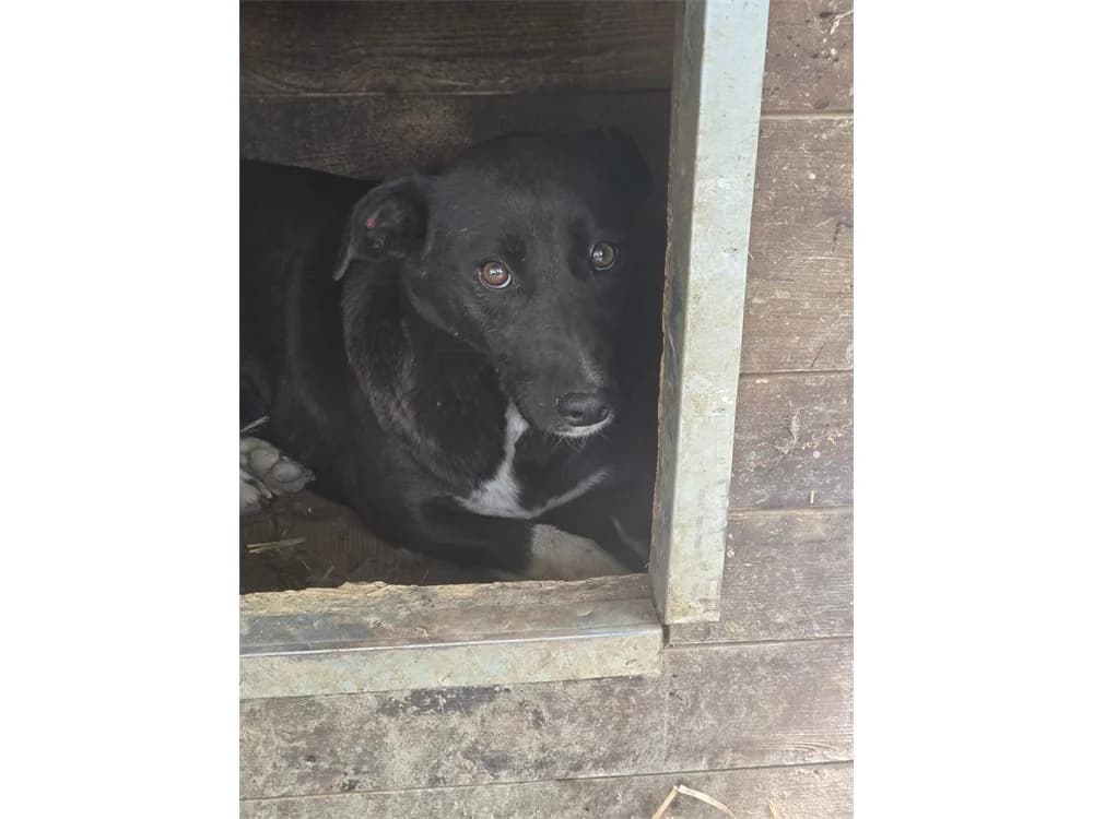 Trixie *20, schwarz female Mixed Breed for adoption at Tierhilfe Lebenswert e.V., Oberwies