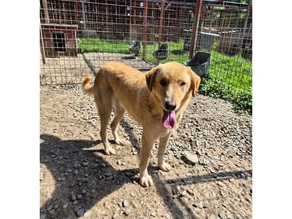 Turner *2021 – Pflegestelle oder Zuhause gesucht, beige female Mixed Breed for adoption at Tierhilfe Lebenswert e.V., Oberwies