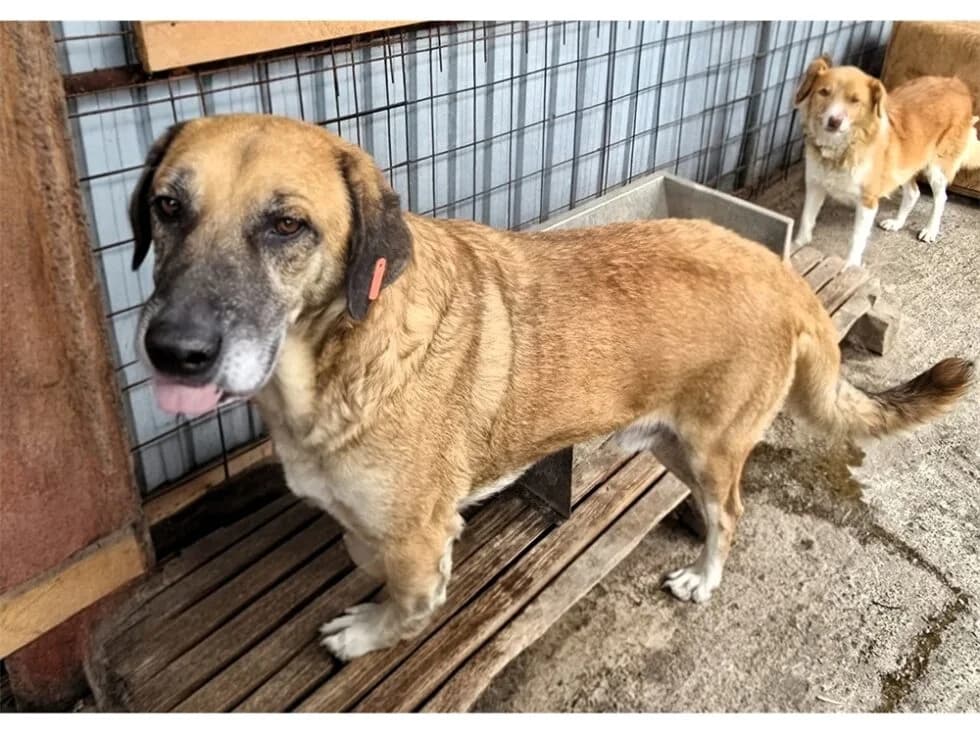 Vigo *2018 – Pflegestelle oder Zuhause gesucht, braun female Mixed Breed for adoption at Tierhilfe Lebenswert e.V., Oberwies