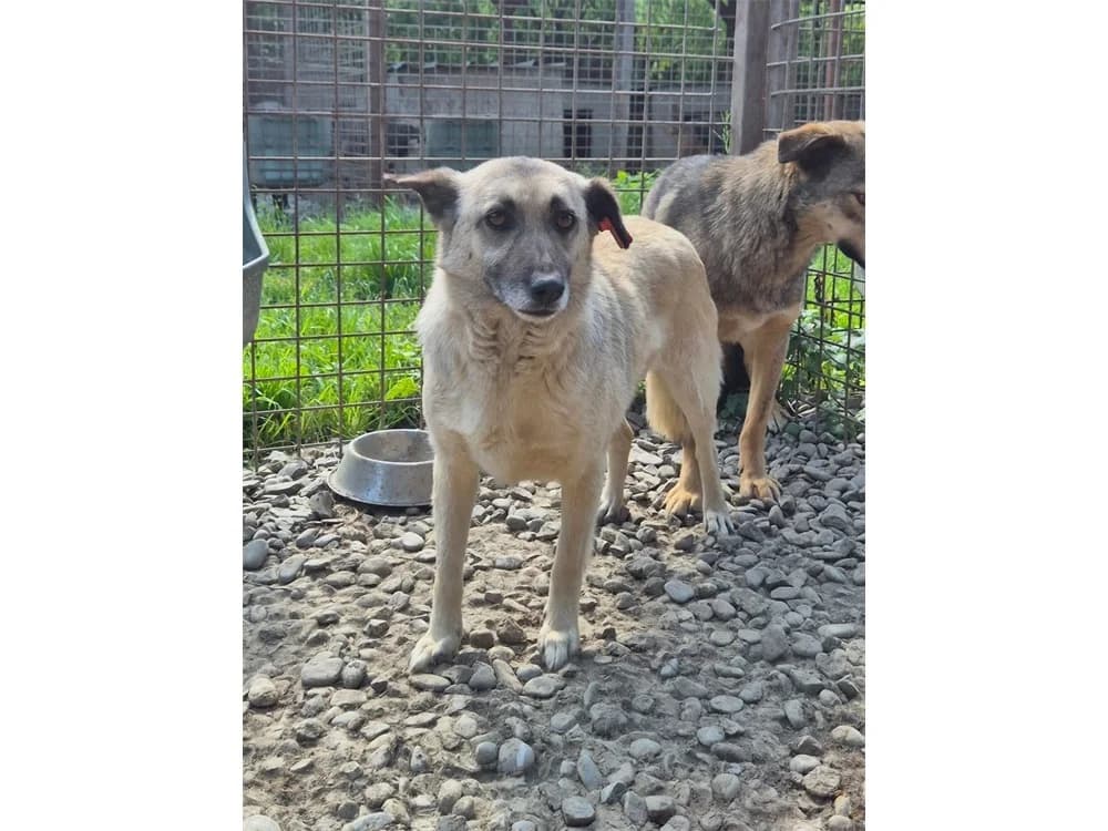 Vinka *2019 – Pflegestelle oder Zuhause gesucht, beige female Mixed Breed for adoption at Tierhilfe Lebenswert e.V., Oberwies