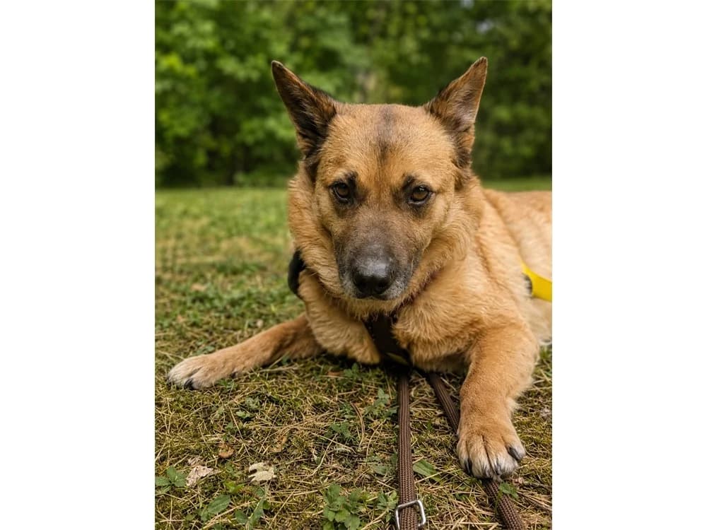 Violetta *2019 – wartet in 97074 Würzburg, braun female Mixed Breed for adoption at Tierhilfe Lebenswert e.V., Oberwies