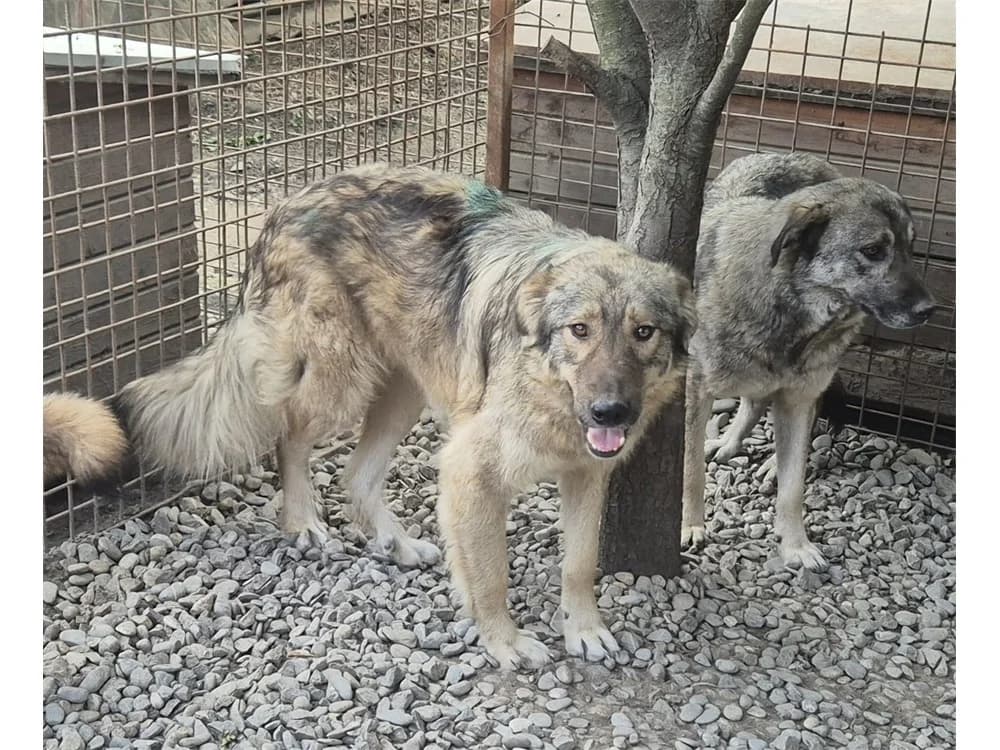 Waiter, beige female 3yo Mixed Breed for adoption at Tierhilfe Lebenswert e.V., Oberwies