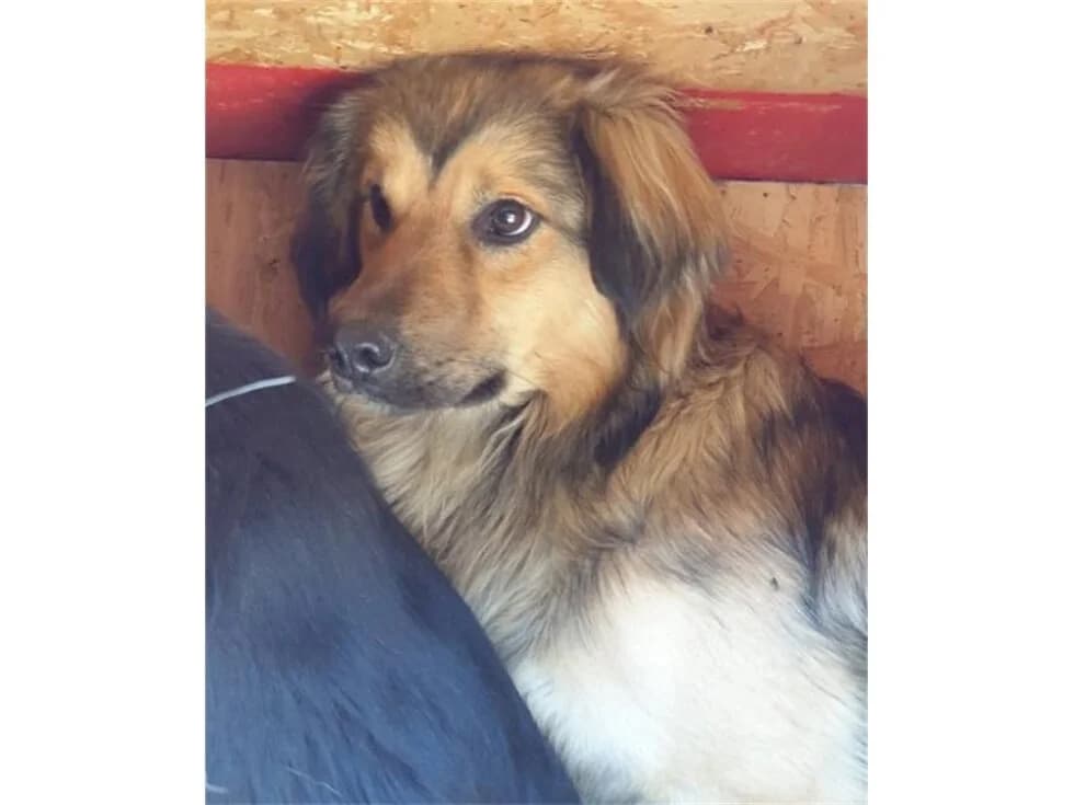 Wujama *2018 – Pflegestelle oder Zuhause gesucht, schwarz female young Mixed Breed for adoption at Tierhilfe Lebenswert e.V., Oberwies