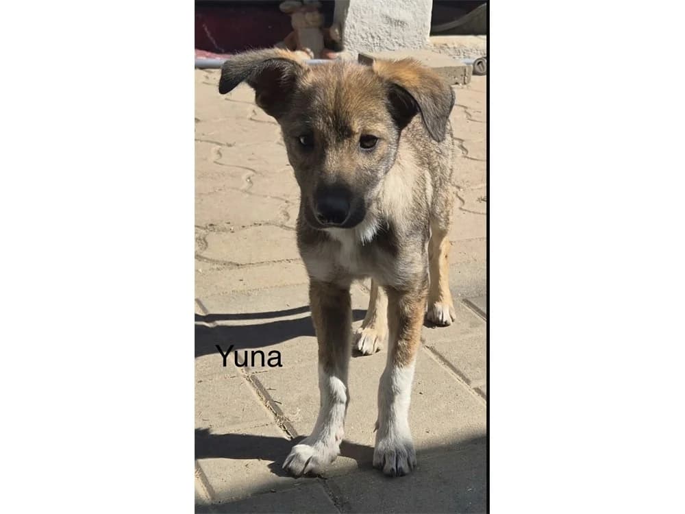 Yuna, hellbraun female Mixed Breed for adoption at Tierhilfe Lebenswert e.V., Oberwies
