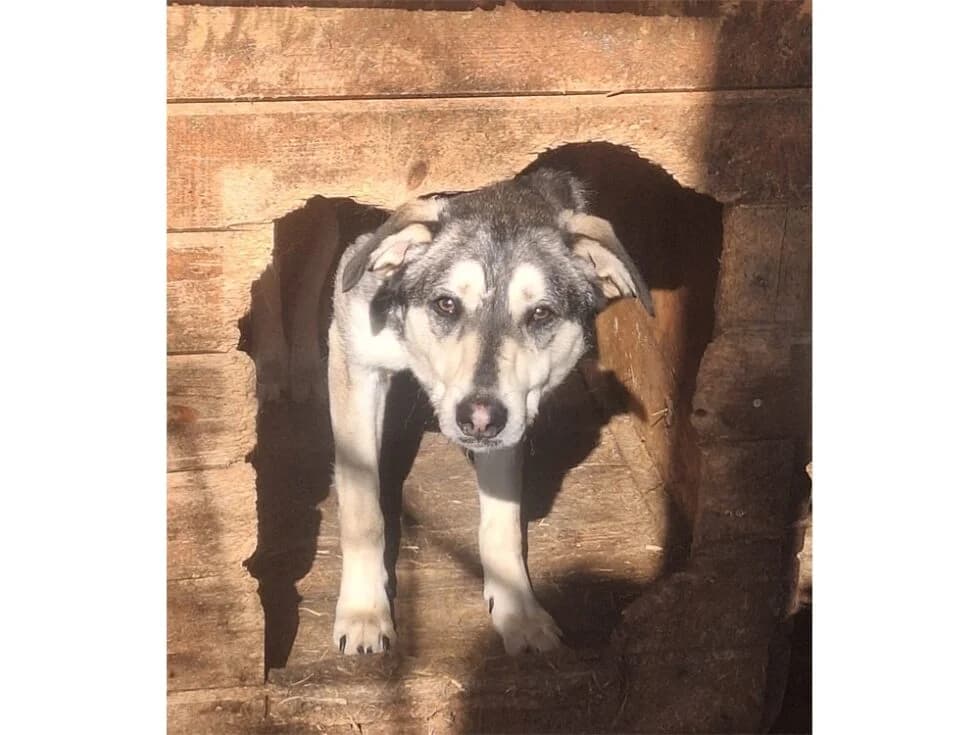 Zerro *20, braun female Mixed Breed for adoption at Tierhilfe Lebenswert e.V., Oberwies