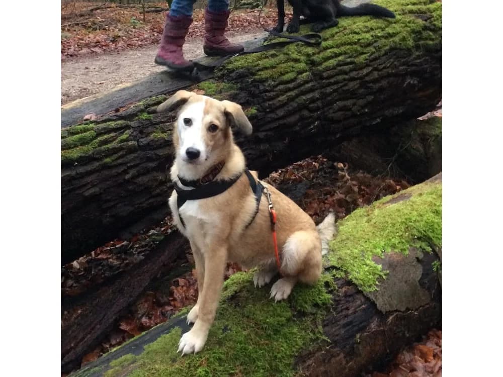 Mella, Mixed Breed for adoption at Tierhilfe Lebenswert e.V.