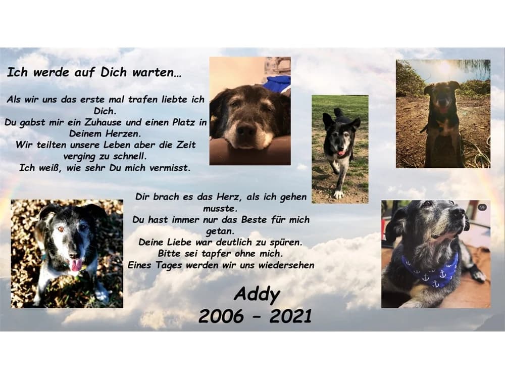Addy (Adamson), Mixed Breed for adoption at Tierhilfe Lebenswert e.V.