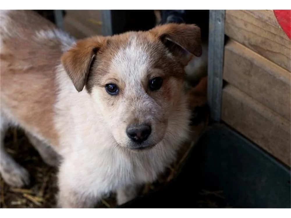 Kermit, Mixed Breed for adoption at Tierhilfe Lebenswert e.V.