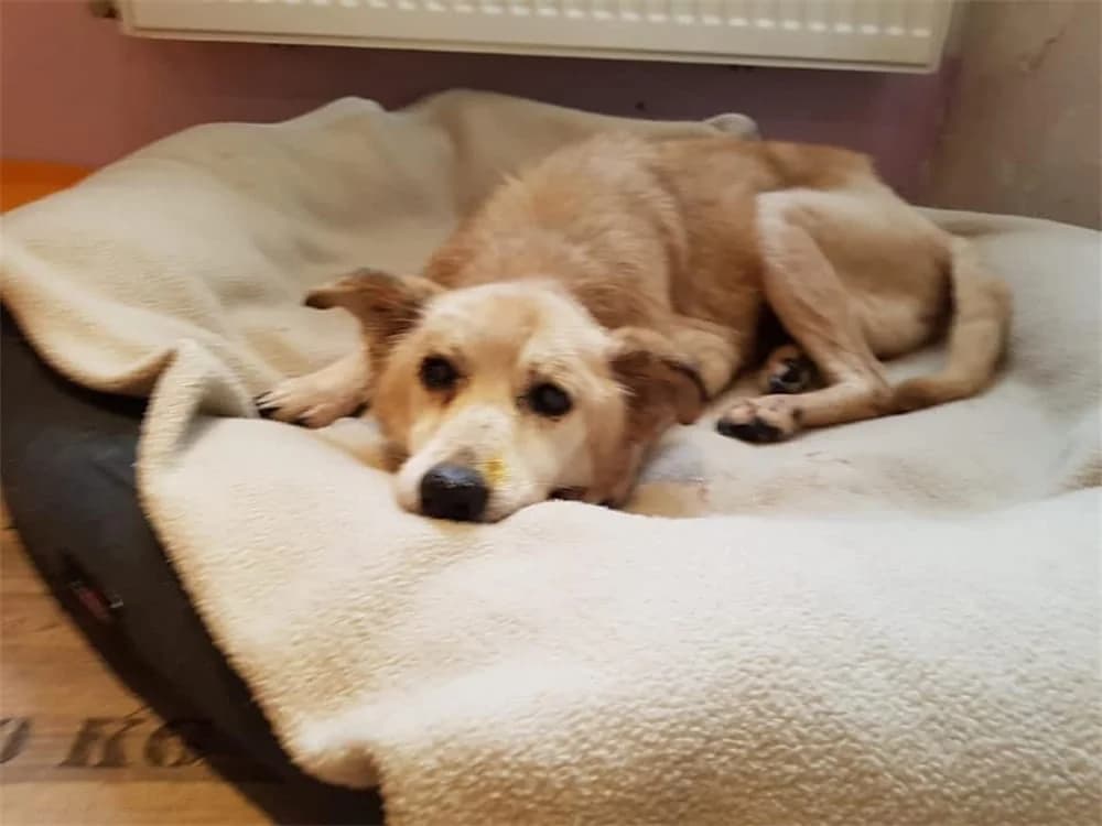 Verona, Mixed Breed for adoption at Tierhilfe Lebenswert e.V.