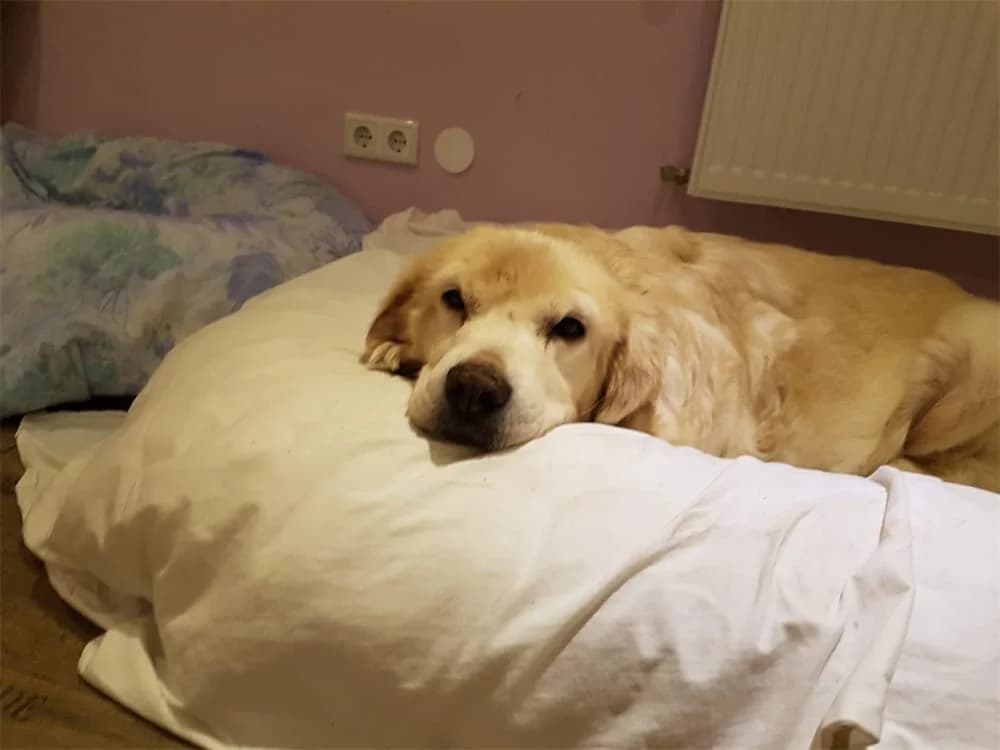 Agathe, Mixed Breed for adoption at Tierhilfe Lebenswert e.V.