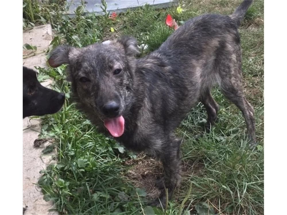 Ante, Mixed Breed for adoption at Tierhilfe Lebenswert e.V.