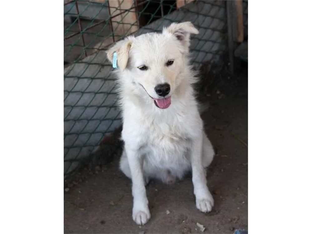 Fabio, Mixed Breed for adoption at Tierhilfe Lebenswert e.V.