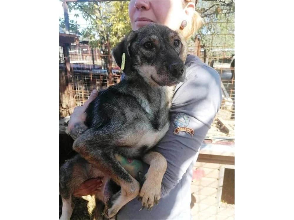 Marble, Mixed Breed for adoption at Tierhilfe Lebenswert e.V.