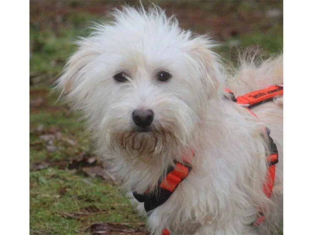 Tivo, male Mixed Breed for adoption at Tierhilfe Lebenswert e.V.
