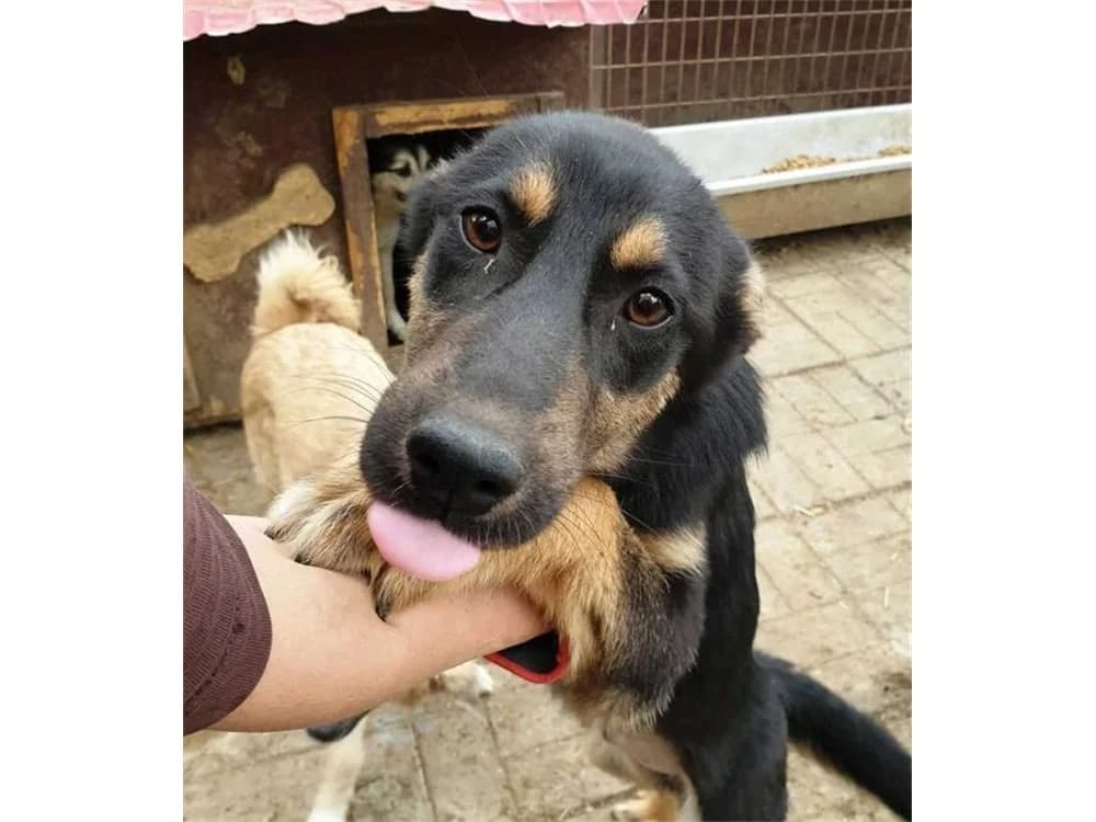 Chatty, Mixed Breed for adoption at Tierhilfe Lebenswert e.V.