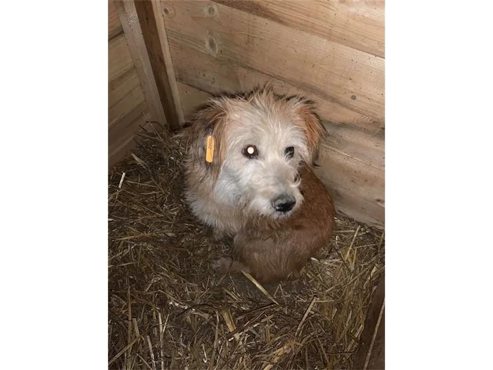 Daria, Mixed Breed for adoption at Tierhilfe Lebenswert e.V.