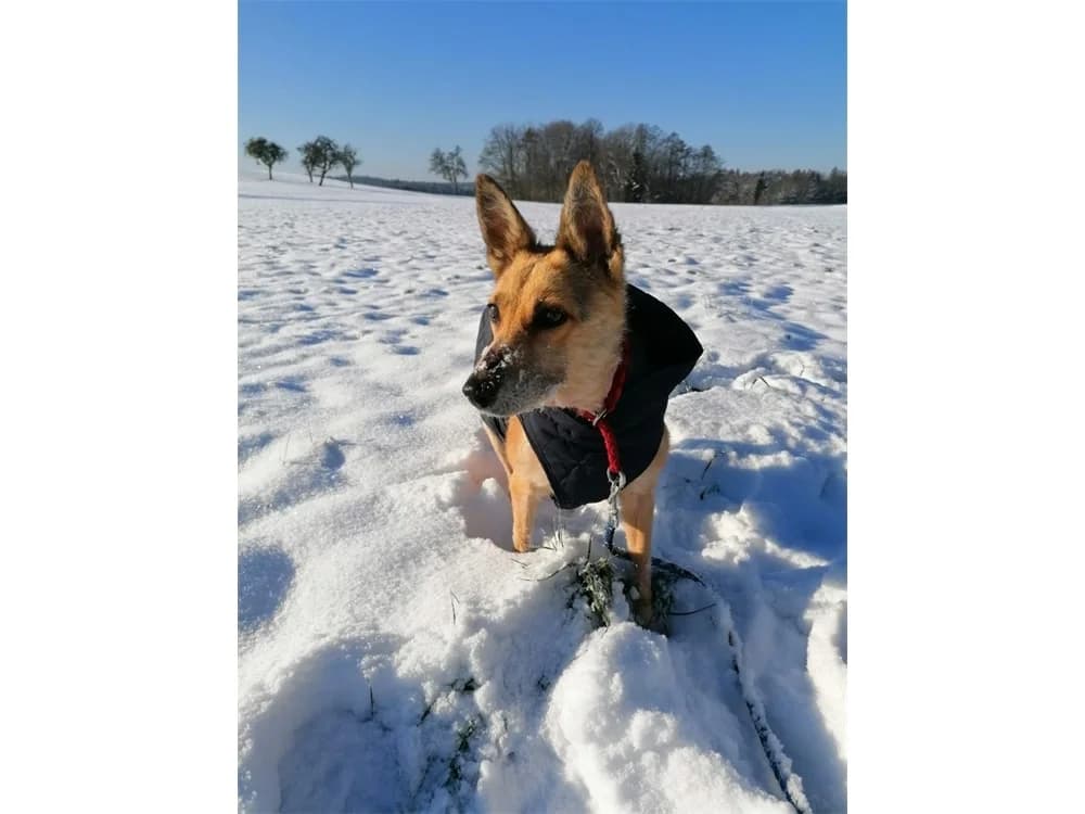 Akemi, Mixed Breed for adoption at Tierhilfe Lebenswert e.V.