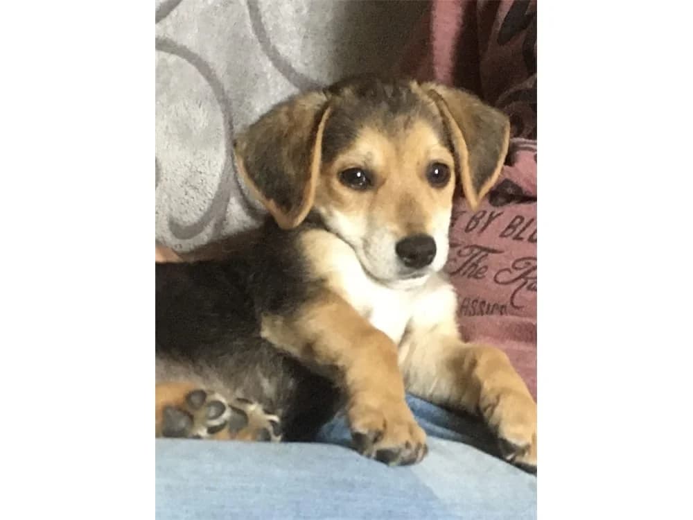 Tom, Mixed Breed for adoption at Tierhilfe Lebenswert e.V.