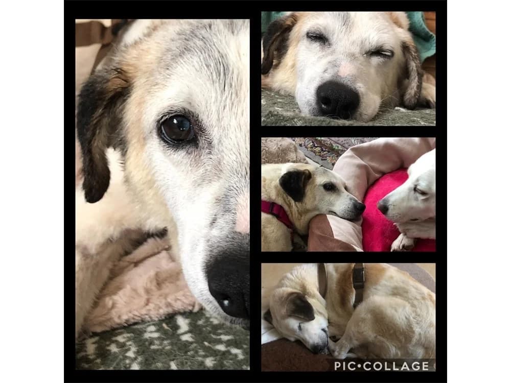 Giorgia, Mixed Breed for adoption at Tierhilfe Lebenswert e.V.