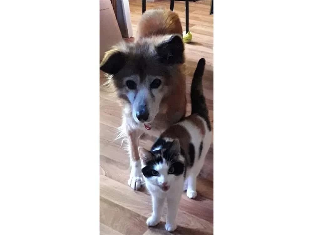 Theda, Mixed Breed for adoption at Tierhilfe Lebenswert e.V.