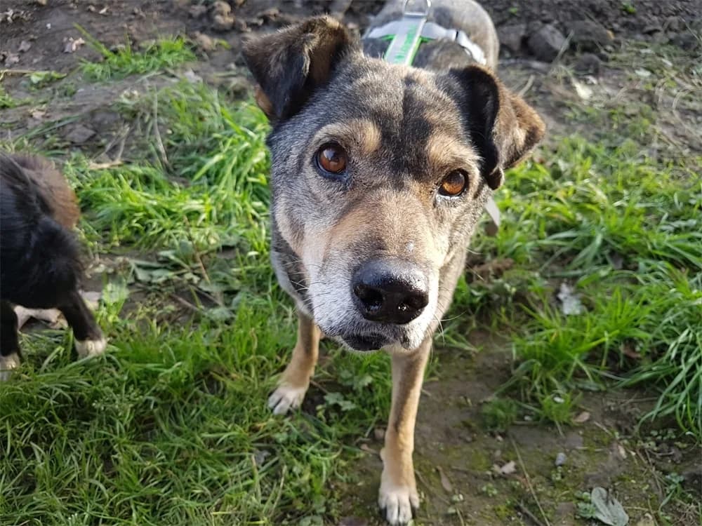 Paddington, male Mixed Breed for adoption at Tierhilfe Lebenswert e.V.