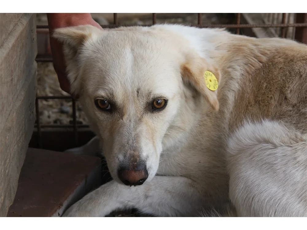Podiana *2016 -vermisst!, female young Mixed Breed for adoption at Tierhilfe Lebenswert e.V., Oberwies