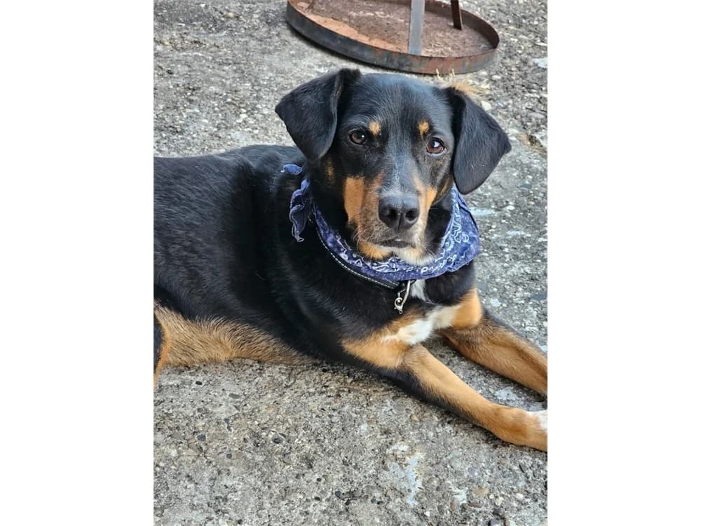 Leon – wartet in 56355 Endlichhofen, schwarz female senior Mixed Breed for adoption at Tierhilfe Lebenswert e.V., Oberwies