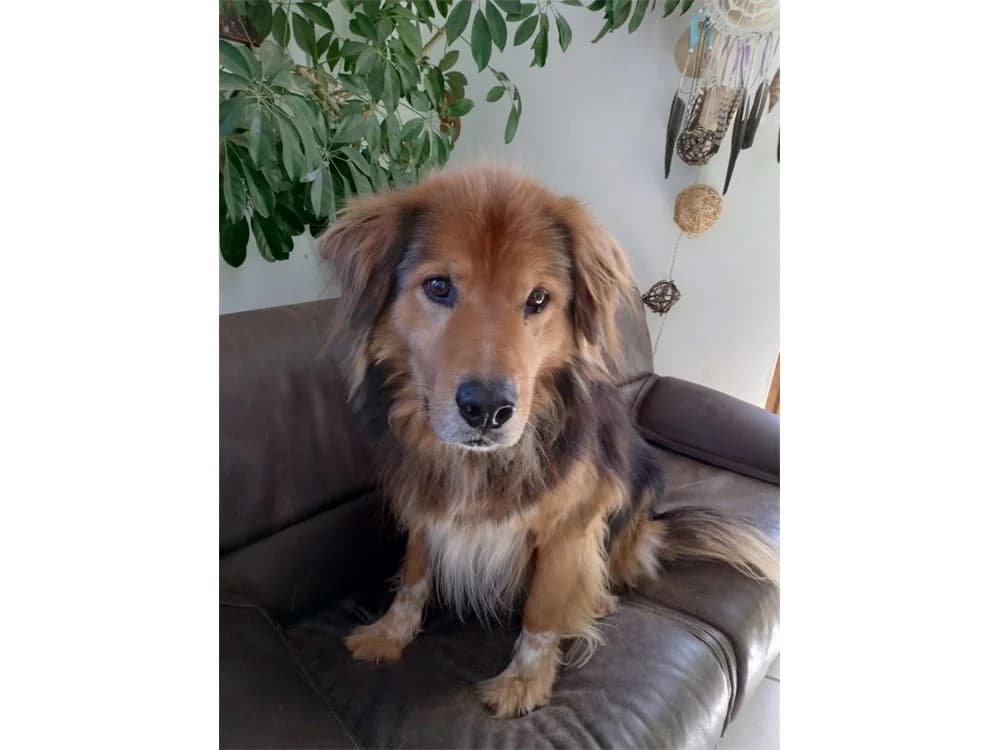 Casimo – wartet in 56379 Oberwies, female 5yo Mixed Breed for adoption at Tierhilfe Lebenswert e.V., Oberwies