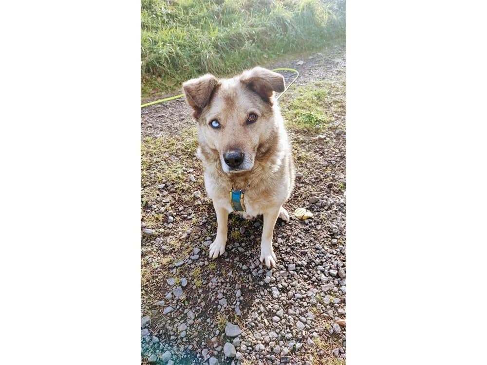 Spencer (Peyo) – wartet in 56379 Oberwies, female Mixed Breed for adoption at Tierhilfe Lebenswert e.V., Oberwies