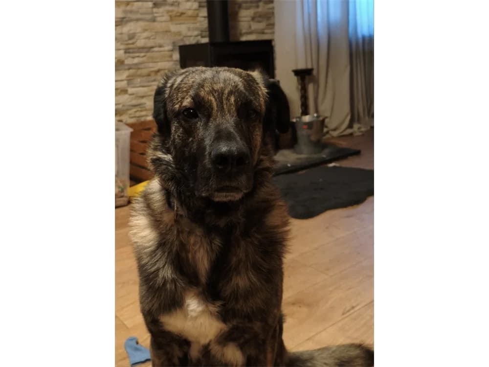 Kaiso (Armani), braun female 4yo Mixed Breed for adoption at Tierhilfe Lebenswert e.V., Oberwies