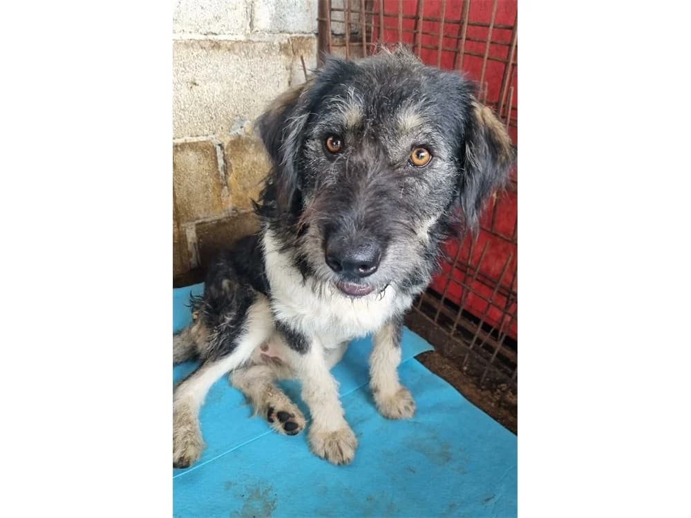 Guti (Sokrates) – Pflegestelle oder Zuhause gesucht, grau female Mixed Breed for adoption at Tierhilfe Lebenswert e.V., Oberwies