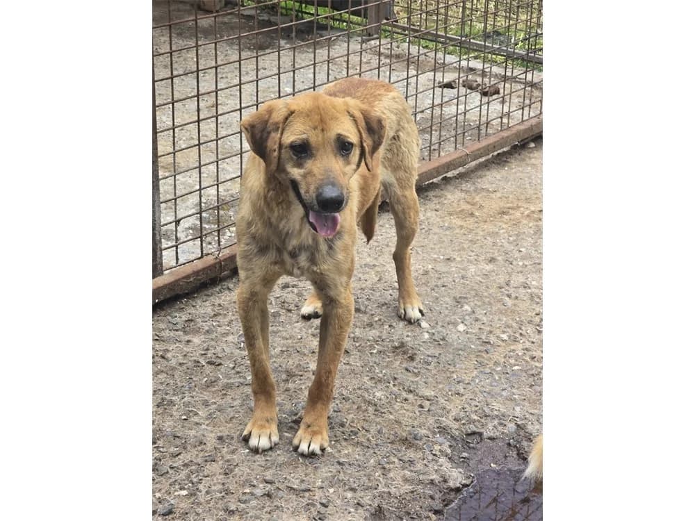 Manno, braun female 5yo Mixed Breed for adoption at Tierhilfe Lebenswert e.V., Oberwies