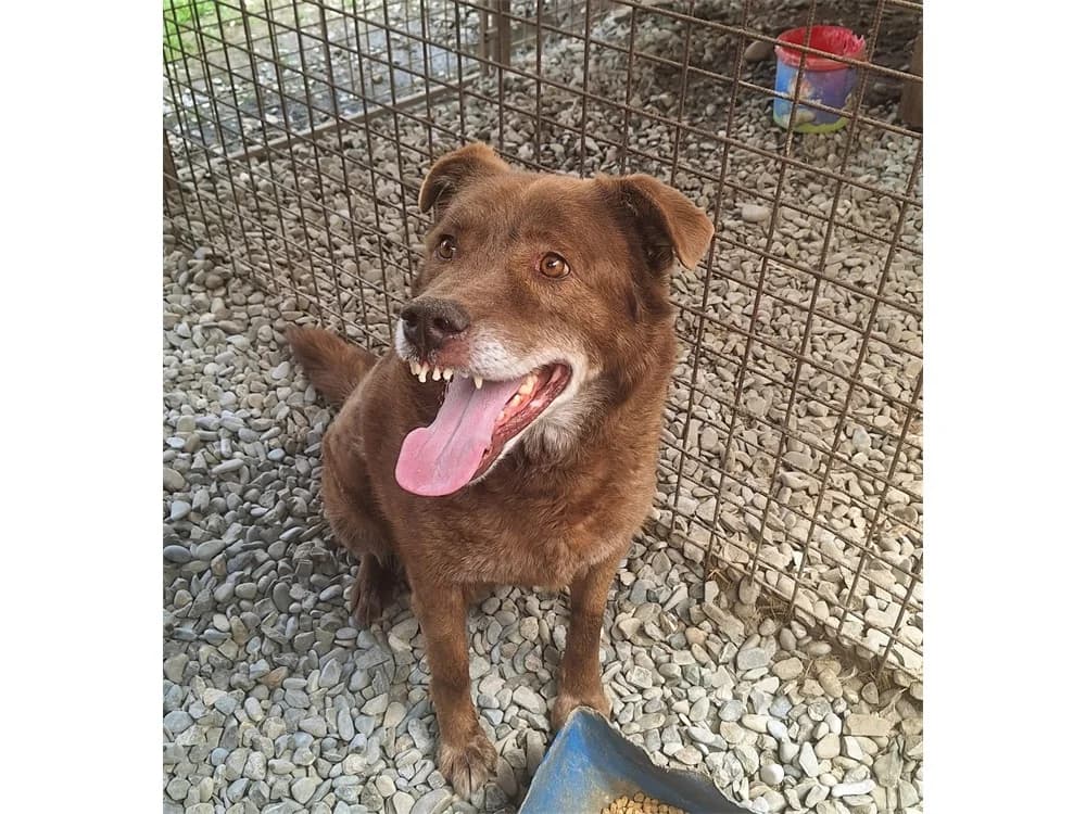 Benno *2018, braun female young Mixed Breed for adoption at Tierhilfe Lebenswert e.V., Oberwies