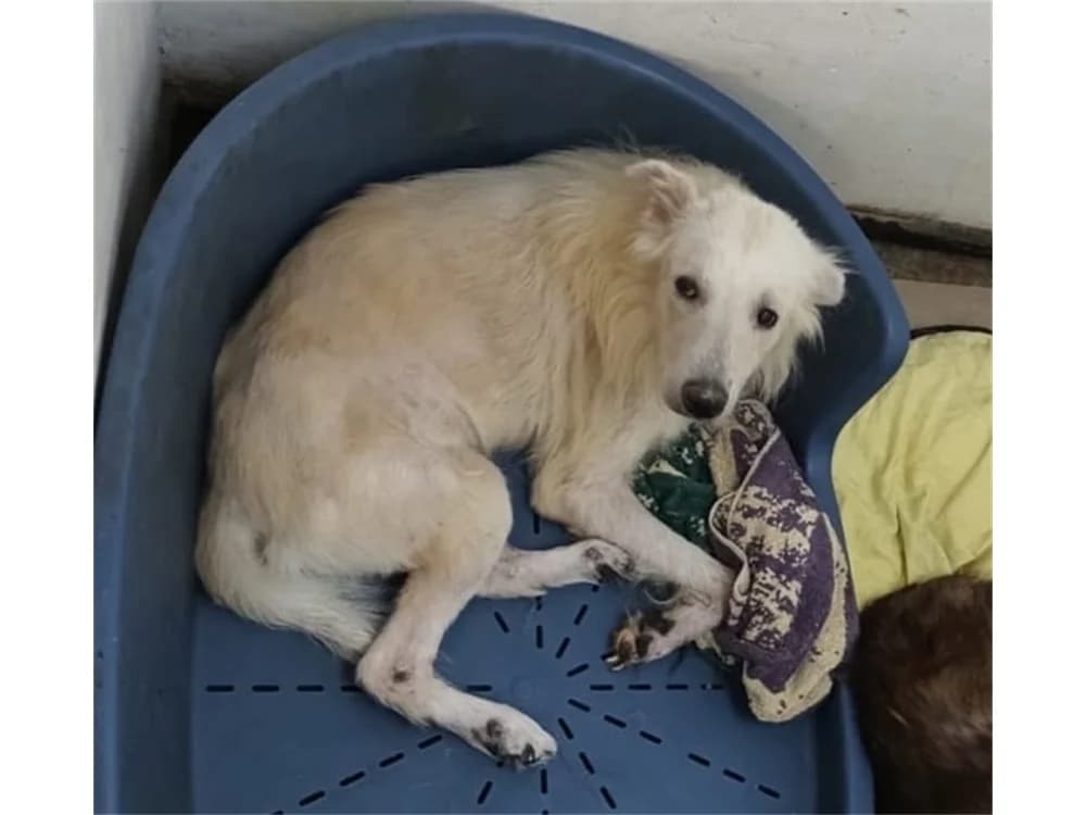Maito *2021 – Pflegestelle oder Zuhause gesucht, female young Mixed Breed for adoption at Tierhilfe Lebenswert e.V., Oberwies