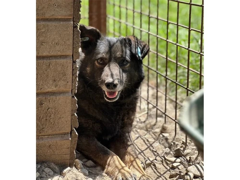 Jever – Pflegestelle oder Zuhause gesucht, schwarz female young Mixed Breed for adoption at Tierhilfe Lebenswert e.V., Oberwies