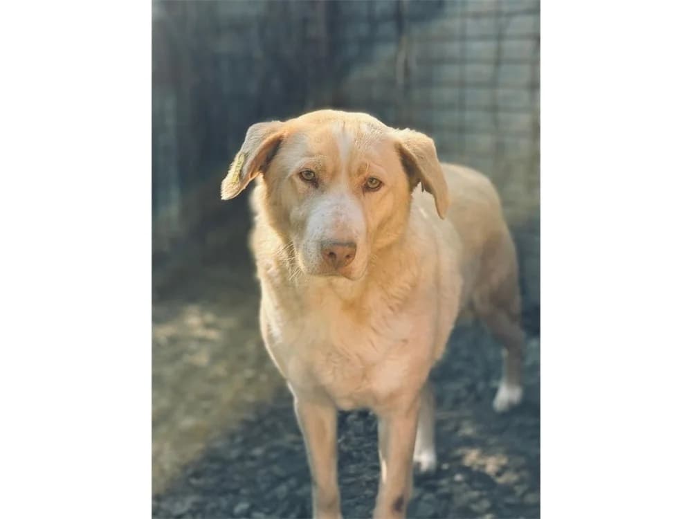 Balthasar – Pflegestelle oder Zuhause gesucht, beige female young Mixed Breed for adoption at Tierhilfe Lebenswert e.V., Oberwies