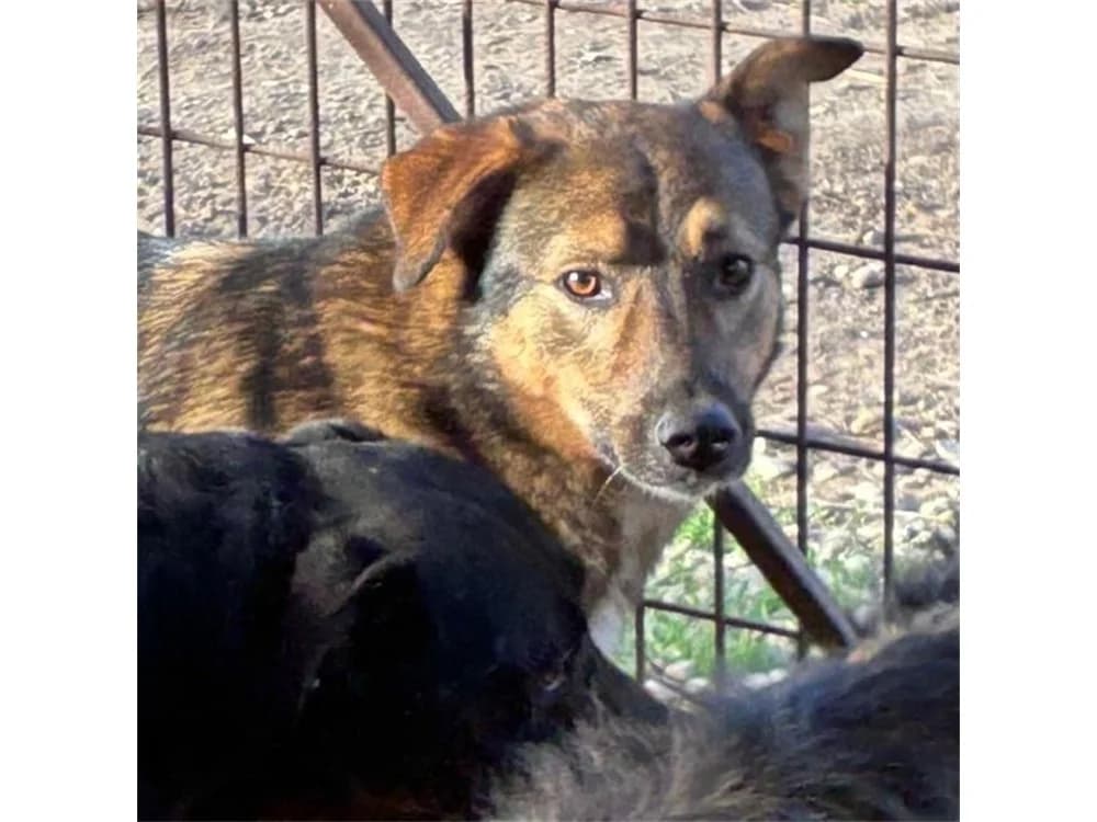 Hänschen – Pflegestelle oder Zuhause gesucht, braun female young Mixed Breed for adoption at Tierhilfe Lebenswert e.V., Oberwies