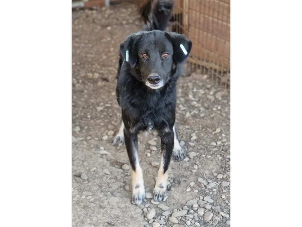 Moonshine – Pflegestelle oder Zuhause gesucht, schwarz female young Mixed Breed for adoption at Tierhilfe Lebenswert e.V., Oberwies